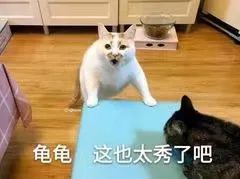 《不思议迷宫》放牛讲彩蛋 | 靠一把羽扇逆天改命拯救蜀汉？迷宫顶流军师冈爆来袭！