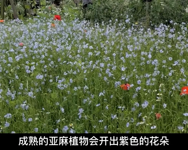 《奥比岛：梦想国度》现实世界，但是奥比岛