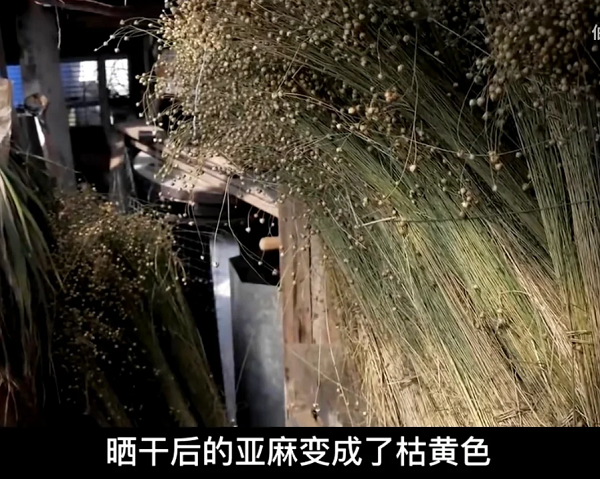 《奥比岛：梦想国度》现实世界，但是奥比岛